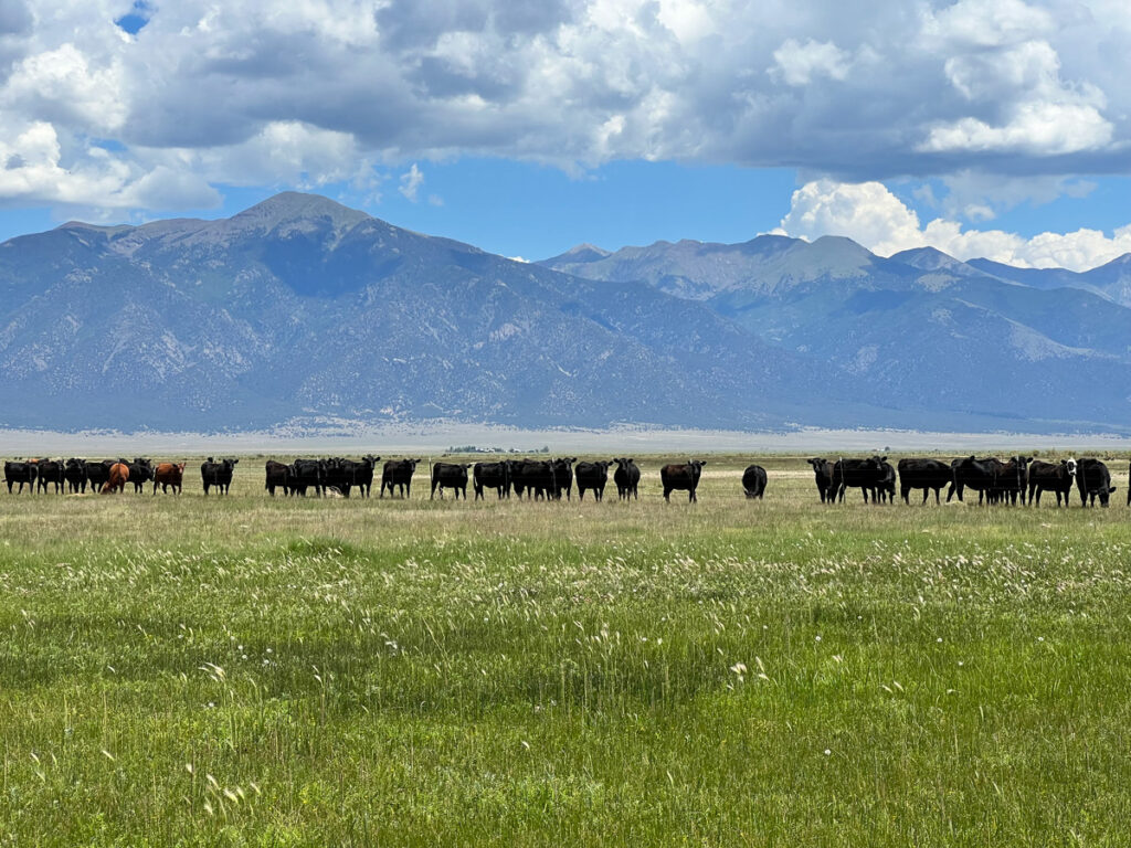 conservation easement land with cows and a mountain backdrop