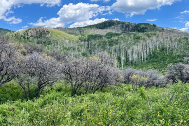 Hank’s Creek Conservation Easement exemplifies land stewardship across landscapes and generations